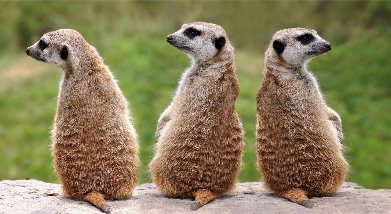 Three meerkats